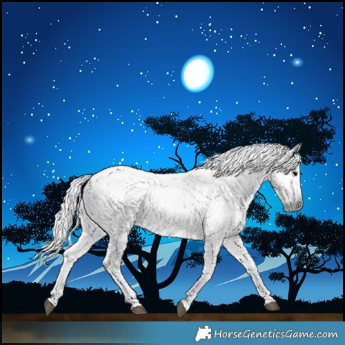 Horse Color:Gray Black  and Gray Black Rabicano 