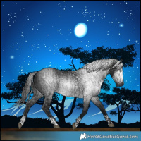 Horse Color:Gray Black  and Gray Black Rabicano 