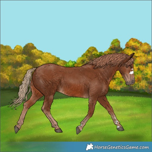 Horse Color:Chestnut  and Chestnut 