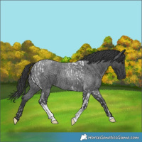 Horse Color:Blue Roan Tobiano  and Blue Roan Tobiano 