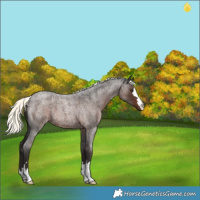 Horse Color:Liver Red Roan Mushroom