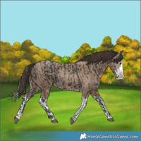 Horse Color:Black Splash  and Classic Champagne Splash 