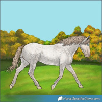 Horse Color:Smoky Creme Roan Dun and Smoky Creme Roan Dun Rabicano
