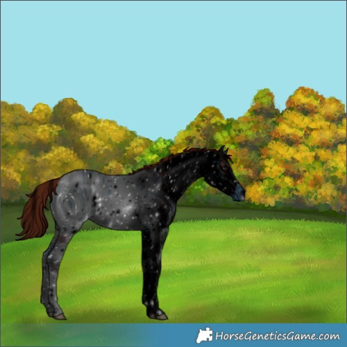 Horse Color:ERROR: UNKNOWN ANOMALY