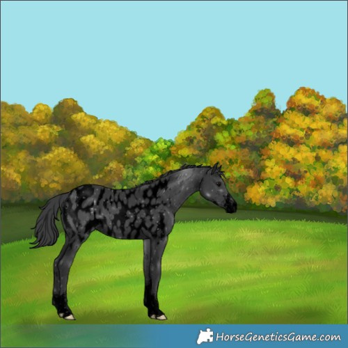 Horse Color:Void Black Sabino Near Leopard 