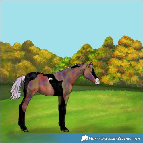 Horse Color:Nacre Silver Brown Splash Tobiano Rabicano 