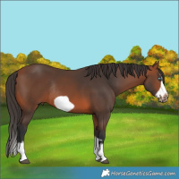 Horse Color:Bay Splash Frame Rabicano