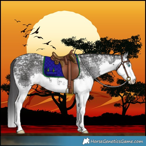 Horse Color:Black Ice Sabino Splash Rabicano 