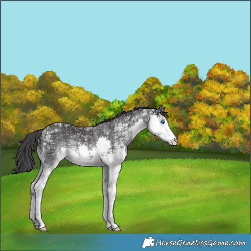 Horse Color:Black Ice Sabino Splash Rabicano 