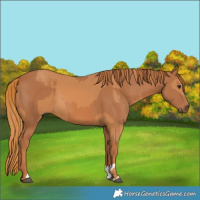 Horse Color:Chestnut and Chestnut