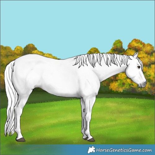 Horse Color:Gray Chestnut Frame and Gray White Spotted Chestnut Frame