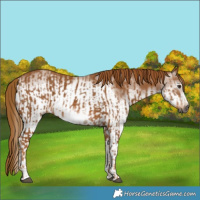 Horse Color:Gray Chestnut Frame and Gray White Spotted Chestnut Frame