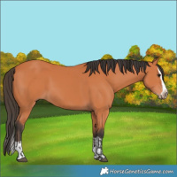 Horse Color:Bay  and Bay Splash 