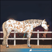Horse Color:Chestnut Near Leopard  and Chestnut Near Leopard Rabicano 