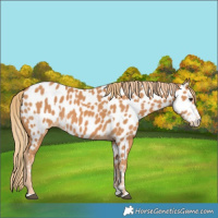 Horse Color:Chestnut Appaloosa  and Chestnut Appaloosa Rabicano 