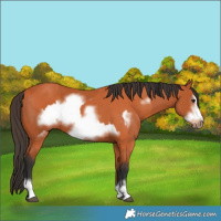 Horse Color:Bay Frame  and Bay Frame 