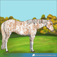 Horse Color:Chestnut Splash Frame  and Chestnut Splash Frame 