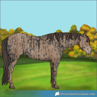 Horse Color:Black  and Classic Champagne 