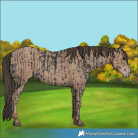 Horse Color:Black  and Classic Champagne 