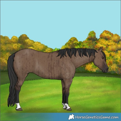 Horse Color:Liver Red Dun Brindle