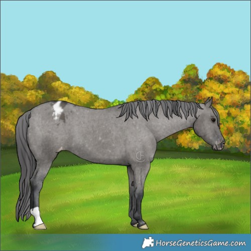 Horse Color:Grullo Appaloosa Brindle