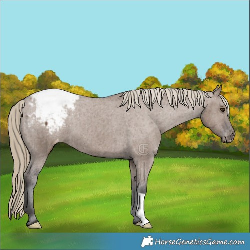 Horse Color:Liver Red Dun Appaloosa Brindle