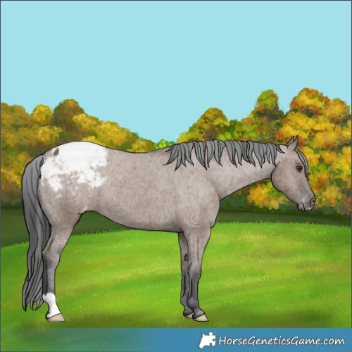 Horse Color:Liver Red Dun Appaloosa Brindle