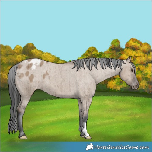 Horse Color:Liver Red Dun Appaloosa Brindle
