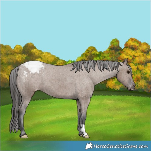 Horse Color:Liver Red Dun Appaloosa Brindle