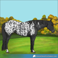 Horse Color:Black  and Black Appaloosa 