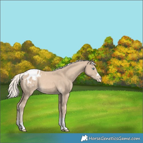 Horse Color:Cremello Appaloosa 