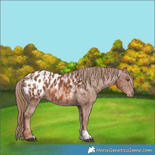 Horse Color:Chestnut Appaloosa  and Chestnut Appaloosa 
