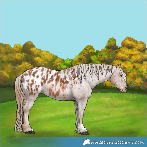 Horse Color:Chestnut Blanket  and Chestnut Blanket 