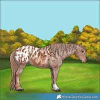 Horse Color:Chestnut Appaloosa and Chestnut Appaloosa