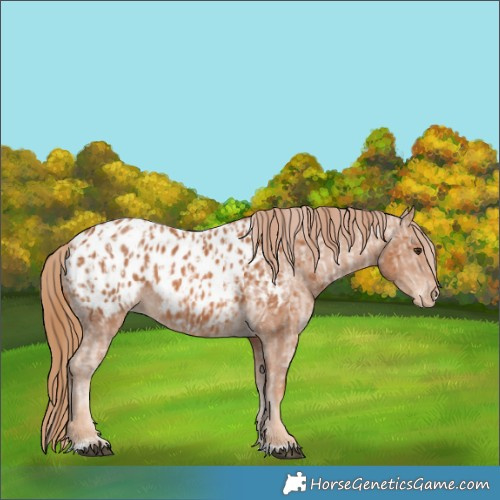 Horse Color:Chestnut Appaloosa  and Chestnut Appaloosa 