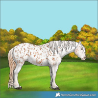 Horse Color:Chestnut Blanket  and Chestnut Blanket 