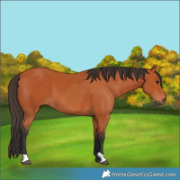 Horse Color:Bay  and Bay 
