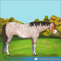 Horse Color:Bay Roan Splash Frame and Bay Roan Splash Frame Rabicano