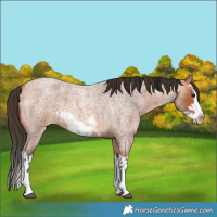 Horse Color:Bay Roan Splash Frame  and Bay Roan Splash Frame Rabicano 