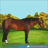 Horse Color:Bay  and Gray Bay 