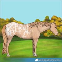 Horse Color:Gold Champagne  and Gold Champagne Appaloosa 