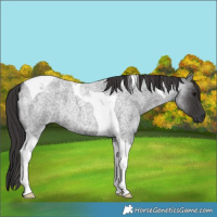 Horse Color:Smoky Blue Roan Tobiano 