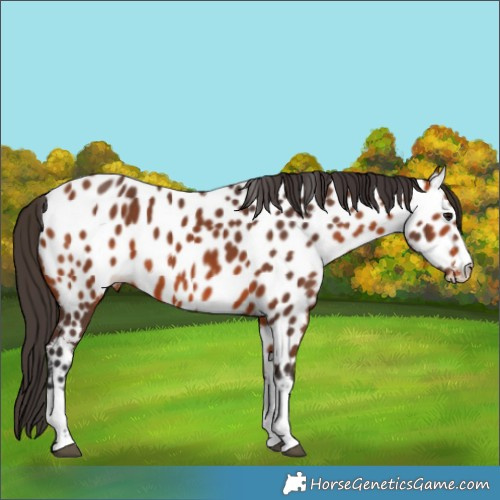 Horse Color:Bay Appaloosa