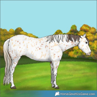 Horse Color:Bay Leopard  and Buckskin Leopard 