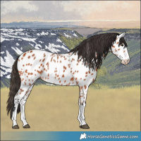 Horse Color:Bay Near Leopard 