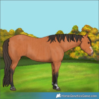 Horse Color:Bay  and Bay 