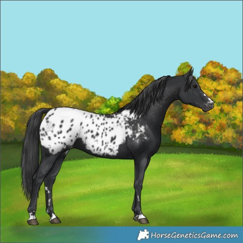 Horse Color:Black Appaloosa 