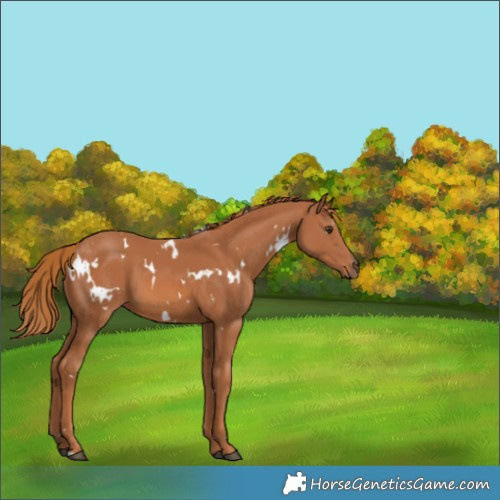 Horse Color:White Spotted Chestnut 