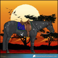 Horse Color:White Spotted Black 