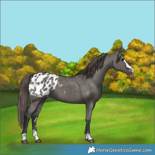 Horse Color:Grullo Appaloosa